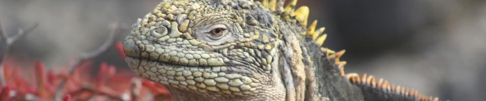 Land Iguana
